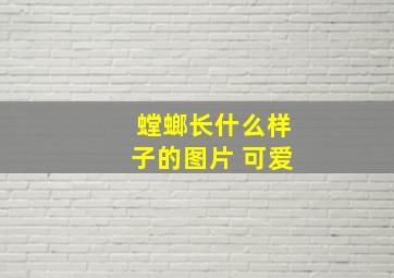 螳螂长什么样子的图片 可爱